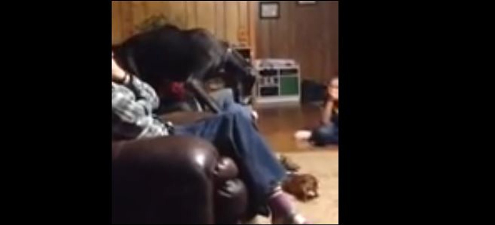 Un dogue allemand a peur d'un chihuahua