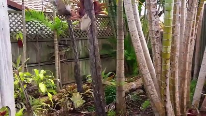 Tewantin Rentals 4BR-2BA by Tewantin Property Management