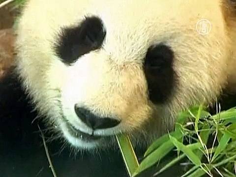 Сразу две панды родились в зоопарке Японии