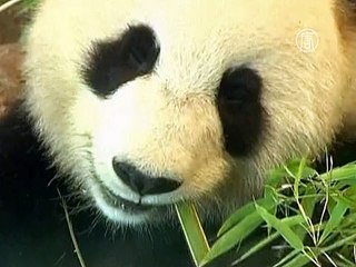 Сразу две панды родились в зоопарке Японии