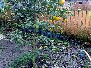 LİMON FİDANİ. MAYERKARADENİZYEDİVEREN BODURLİMON.ayaydinfidan