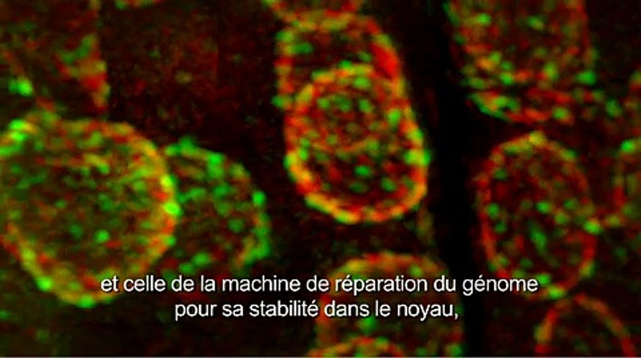 Susan Gasser - Prix Inserm 2011