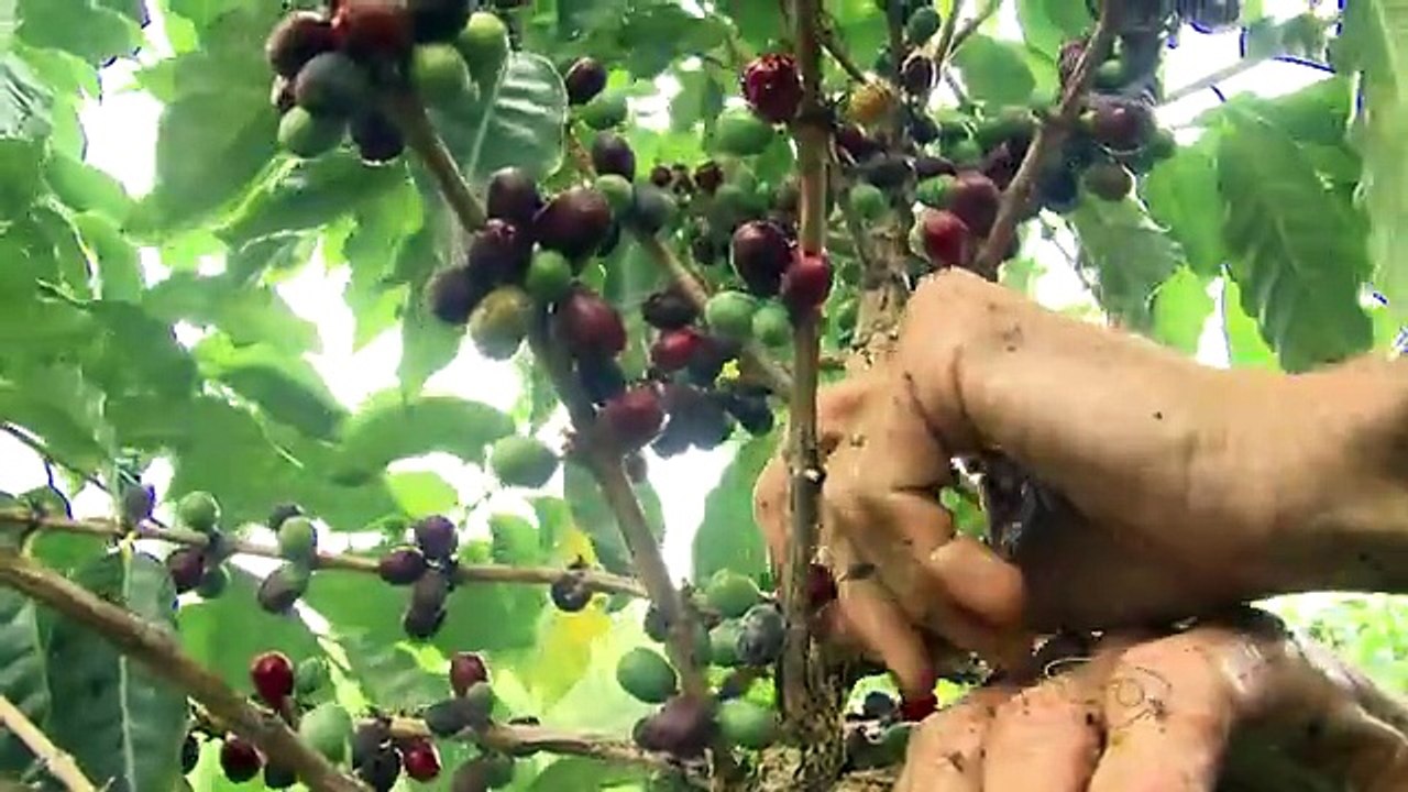 Produtor de Castelo (ES) vende uma saca de café a R$ 2.553 em leilão