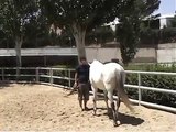 caballo cogiendo objeto a la orden (clickertraining)