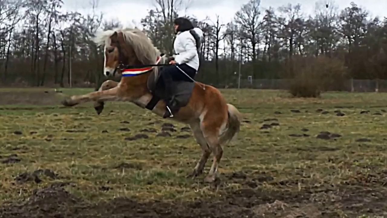 horses