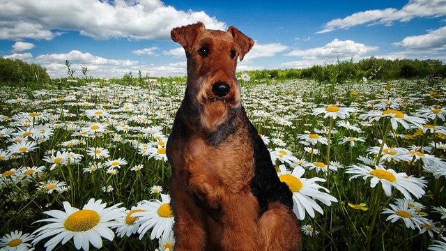 Поздравление от своего питомца !