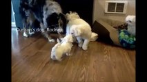 Bichon Frise Puppies 5 Weeks Old, Video 1