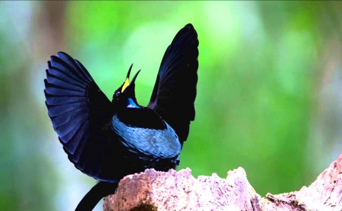 Erkek Viktorya Cennet Kuşunun Etkileyici Çiftleşme Dansı