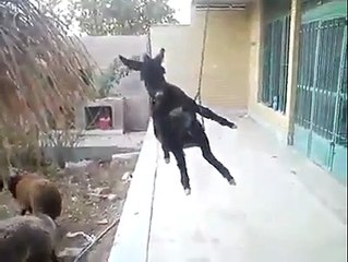 Broken Angle Funny Donkey Video Clip 2021 tiktok