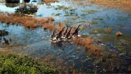 Safari Macerası - Fragman