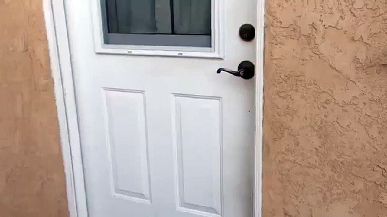 Dog Excited to See Owner Vidéo Dailymotion