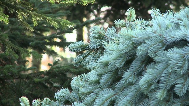D'où viennent les sapins de Noël ?