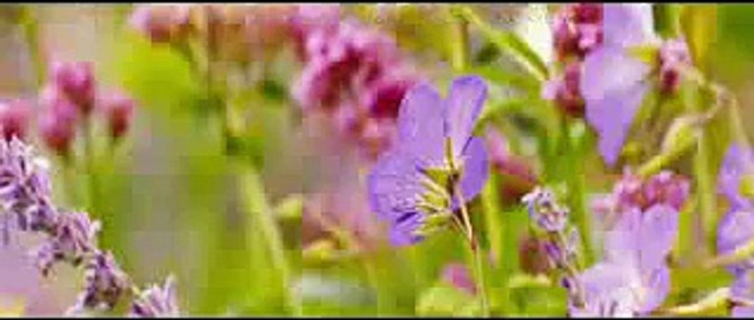 Far from the Madding Crowd Official Trailer #1 (2015) - Carey Mulligan Drama HD