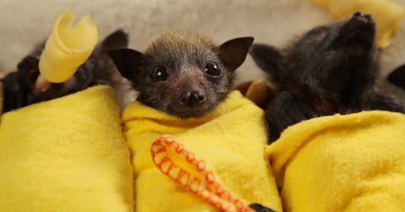 These Baby Bats Will Totally Steal Your Heart!