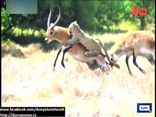 Dunya News - Fight between 2 deers in African jungle foils Tiger's attack on both