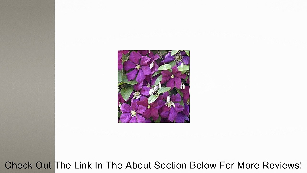 (PCL)~~"CLEMATIS JACKMANNII"~~Seed!!~~~~~~~~~~~Abundant Blooms! Review