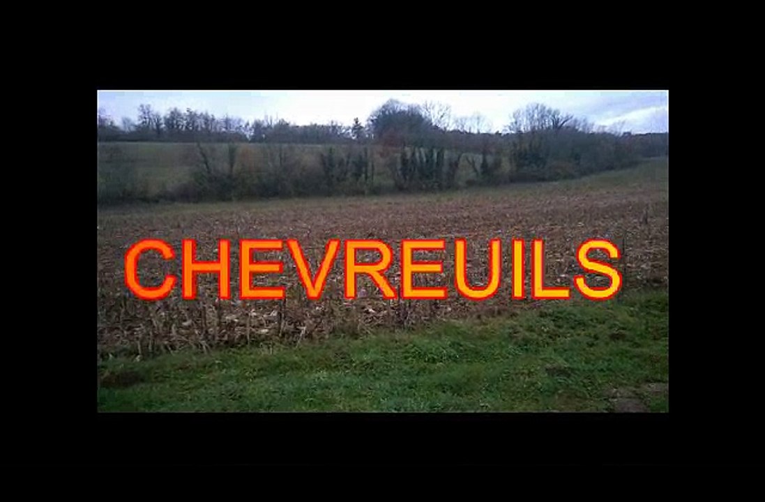 CHEVREUILS