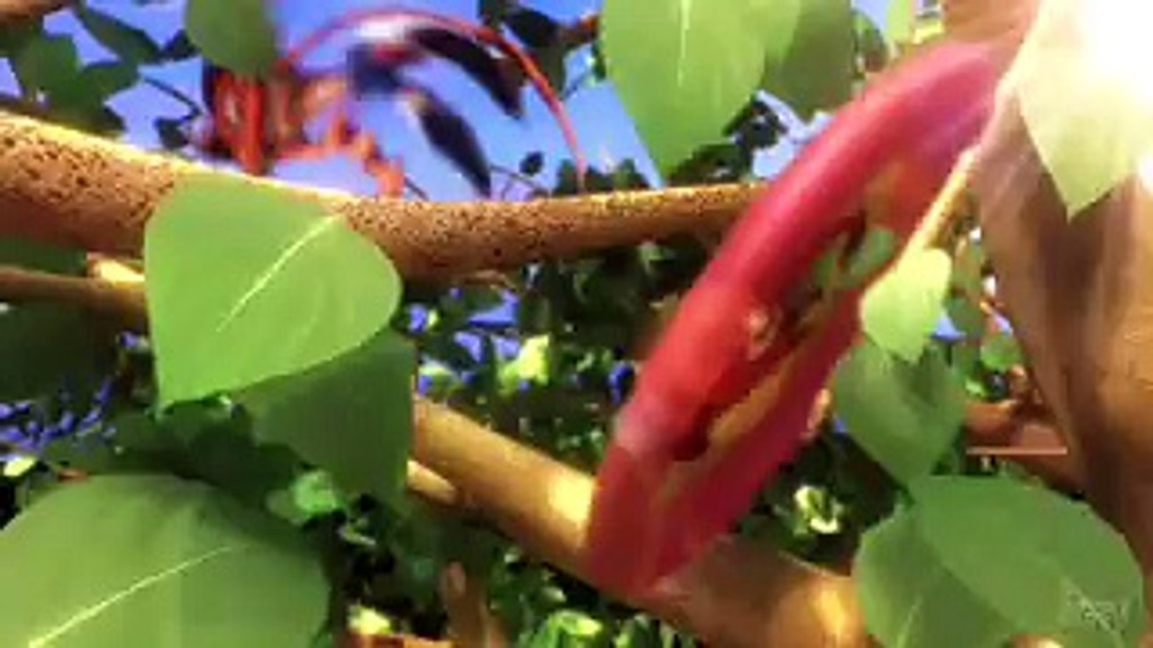 Crash of the Titans – XBOX 360 [Télécharger .torrent]