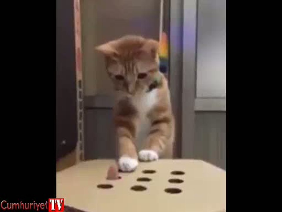 Kedinin eğlenceli oyunu