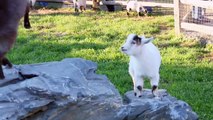 Study Reveals How To Know When Goats Are Happy