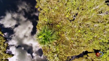 30 meter long python swallowed 'Discovery News' live in few minutes.