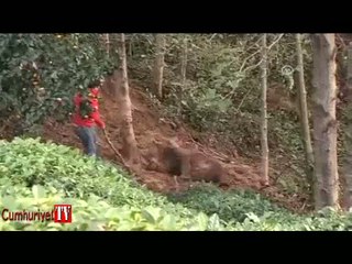 Domuz için kuruldu ama ayı yakalandı