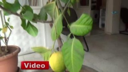 Saksıda Limon Yetiştiriyor