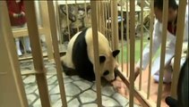 Deux bébés pandas naissent dans un zoo japonais