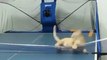 Ce chat joue au ping-pong mieux que vous