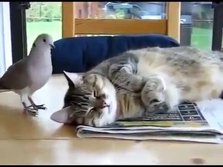 kết quả xo so vung tau - mèo và vẹt