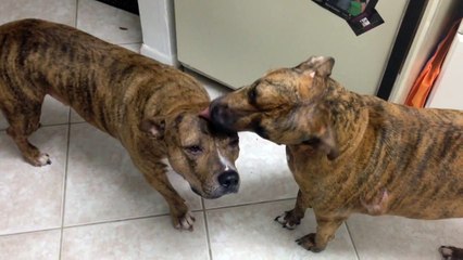 Happy Dogs Saying Thanks