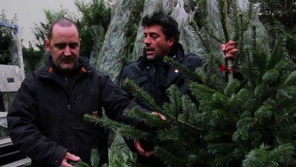Acheter son sapin de Noël à Vincennes mais à quel prix et comment le choisir ?