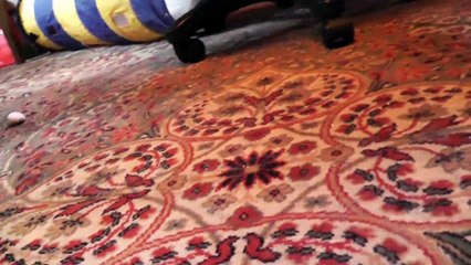 Roodi's Kitten Cone Of Shame