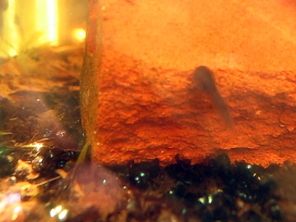 Theloderma asperum tadpoles