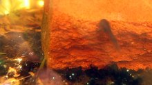 Theloderma asperum tadpoles