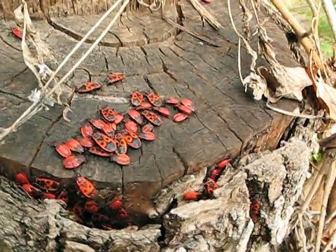 Клопы-солдатики