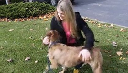 White people vs. Brown people with dogs by ZaidAliT