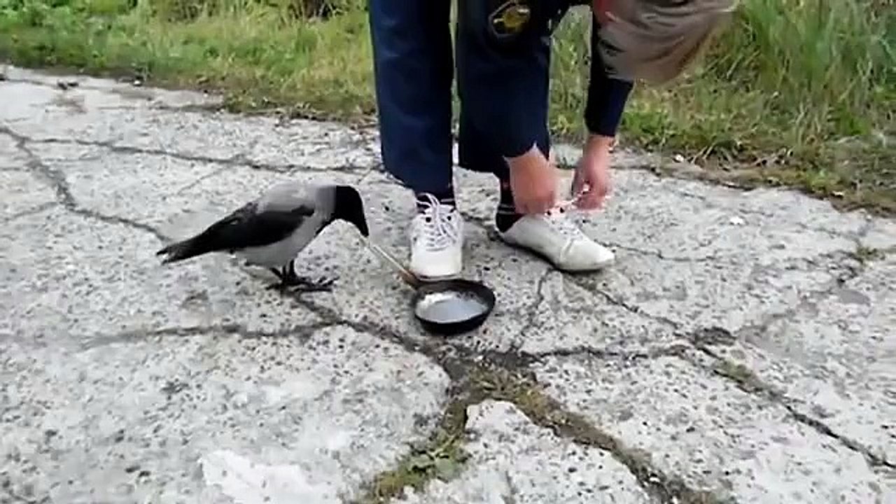 very clever crow
