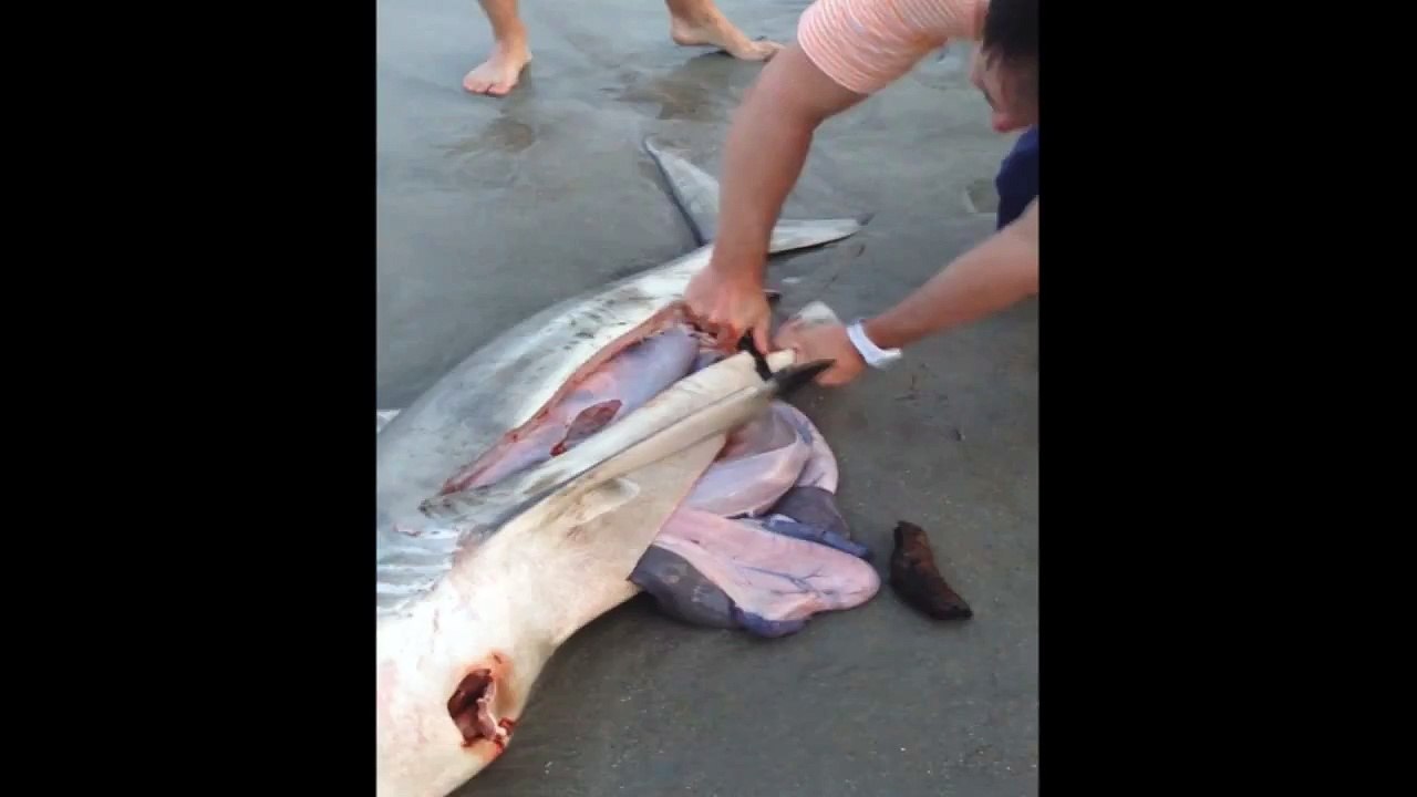 DEAD SHARK GIVES BIRTH TO 3 BABY SHARKS