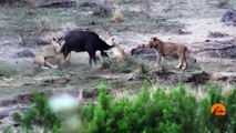 Lions Attack Buffaloes - Another Battle at Kruger