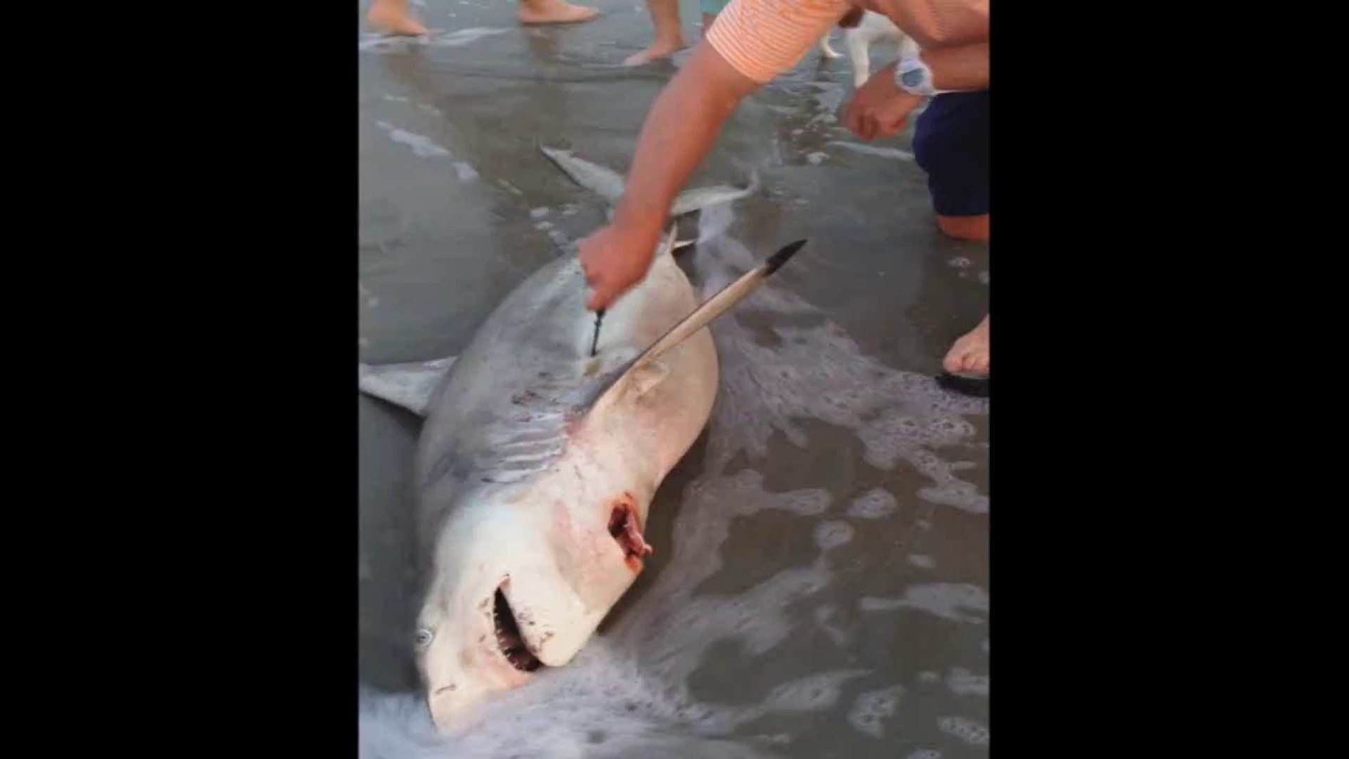 Il Sauve Des Bebes Requins Du Ventre De Leur Mere Echouee Video Dailymotion