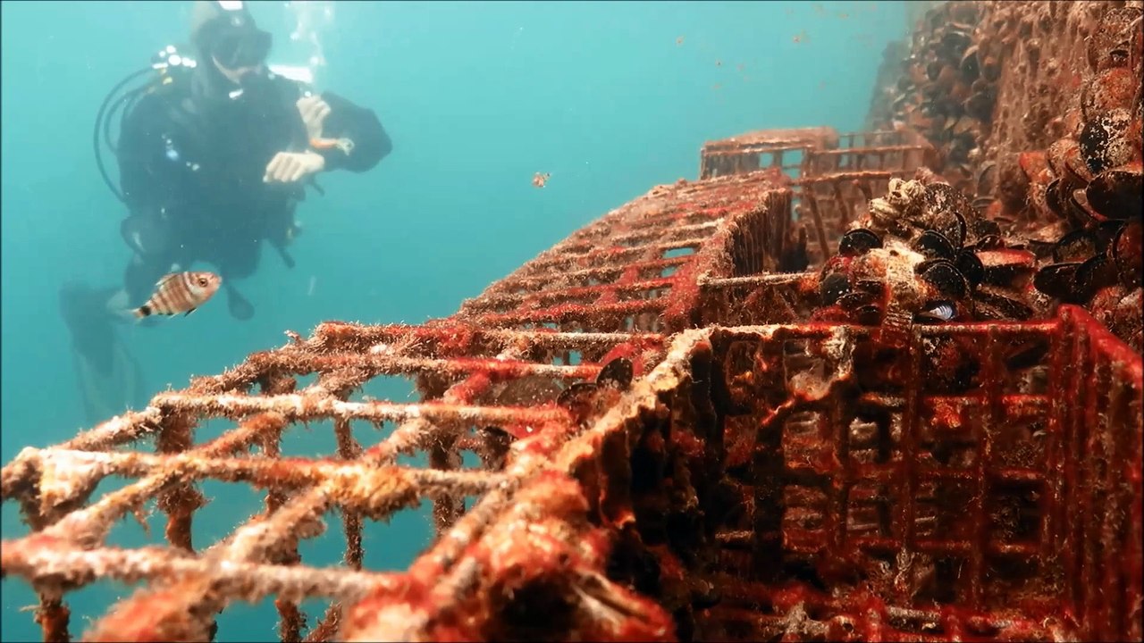 Observation des jeunes poissons dans les Biohut d'Ecocean
