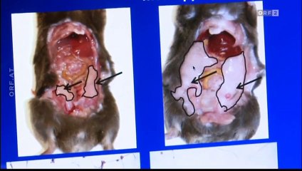 ORF Weltjournal: Giftiger Fisch – Die große Gesundheitslüge