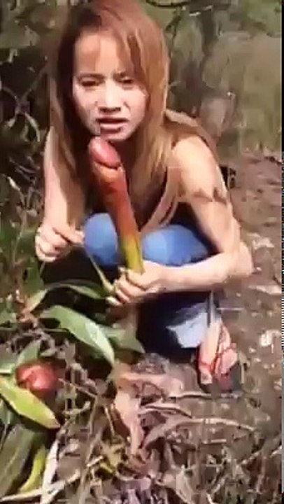 Plantação de P.....
