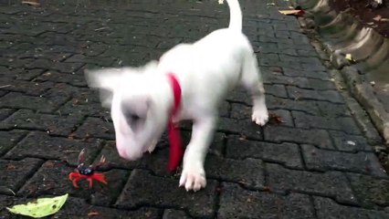 cao X Monstro Do mar