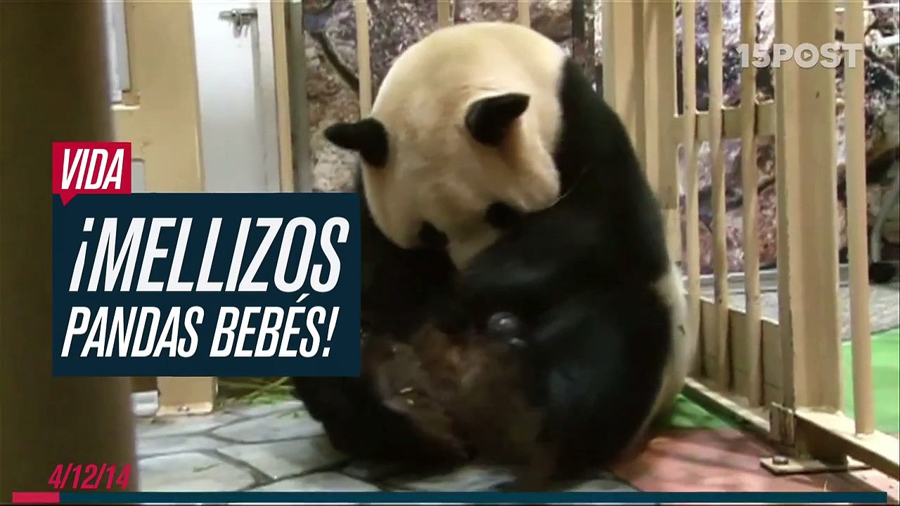 Osos panda mellizos - 15POST