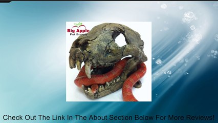 Sumatran Rat Monkey Skull Reptile Hideout Review