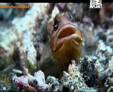 The Wild Ones 4th December 2014 Video Watch Online