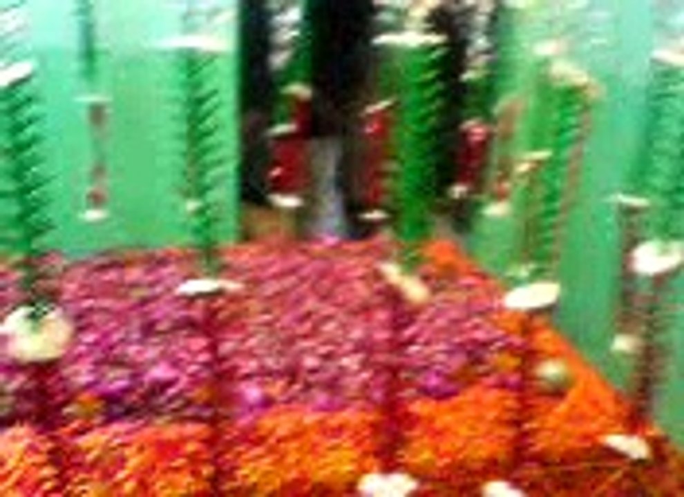 bagh ali4