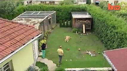 Lion Attack- Lion Attacks Man In Home -Real Time Video